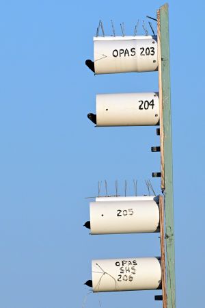 Purple Martin
